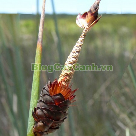 Cây Cỏ Bàng (Cây cói bàng),cỏ bàng, công dụng của cây cỏ bàng, cây cỏ bàng, cây bàng, cây cói bàng, Lepironia articulata, chi Lepironia, họ Cói,Cyperaceae,