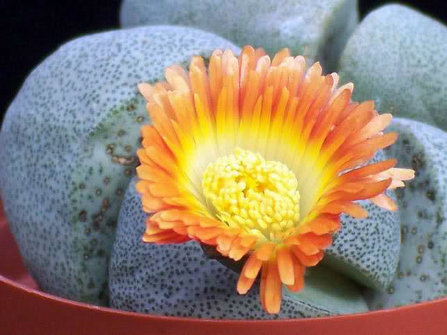 Hoa sỏi,cây hoa sỏi,Lithopturbuniformis,họ phiên hạnh,Aizoaceae,Ficoidaceae