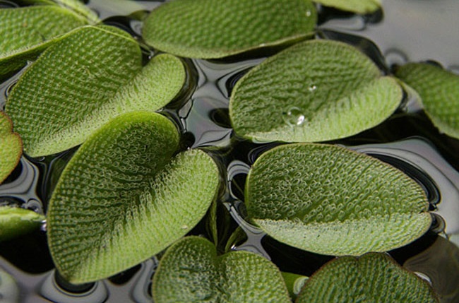 Bèo vẩy ốc,beo vay oc,bèo ong,Salvinia natans,Salviniaceae,cây thủy sinh