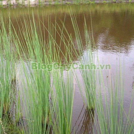 Cây Cỏ Bàng (Cây cói bàng),cỏ bàng, công dụng của cây cỏ bàng, cây cỏ bàng, cây bàng, cây cói bàng, Lepironia articulata, chi Lepironia, họ Cói,Cyperaceae,