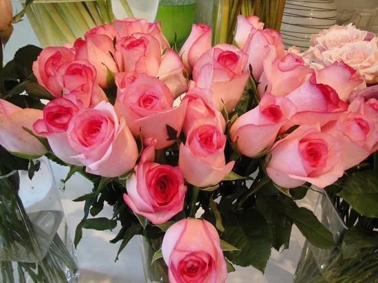 Hoa Hồng,hoa hong,hồng,hường,hoa hường,Rosa,rose,Rosaceae,hoa tình yêu,hồng gai,hồng đỏ,hồng trắng,hồng bạch,hồng nhung,hồng vàng,hồng phớt,hồng đậm,hồng thẫm,hồng cam,hồng viền trắng,hồng phấn,hồng tỉ muội,cây hoa,nữ chúa các loài hoa,hoa tường vi,Triparasundari,y nghia cua hoa hong