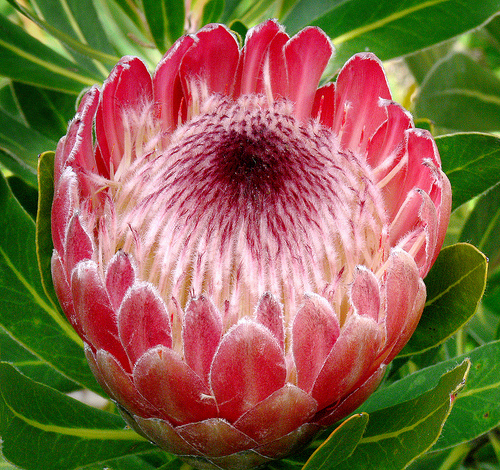 Hoa protea,king protea,quốc hoa Nam Phi,Honeypot,hoa bình mật,King Sugar Bush,Đường thảo Hoàng đế