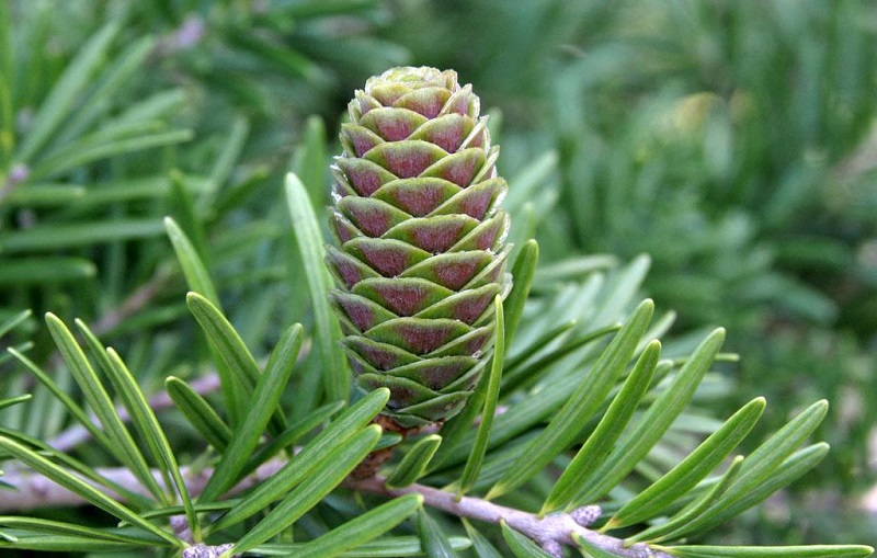 Du sam,du sam đá vôi,ngô tùng,thông dầu,tô hạp đá vôi,mạy kinh,keteleeria davidiana