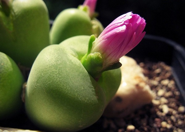 Hoa sỏi,cây hoa sỏi,Lithopturbuniformis,họ phiên hạnh,Aizoaceae,Ficoidaceae