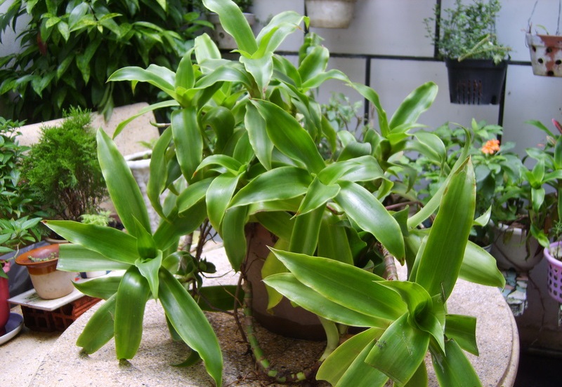 Lược vàng,cây lược vàng,cay luoc vang,lan vòi,lan rũ,cây bạch tuộc,trái lá phất dũ,giả khóm,ka-li-di-a thơm,sâm nhà,vệ nữ,bác sĩ gia đình,Callisia fragrans,họ thài lài,Commelinaceae,cây làm thuốc,cây chữa bệnh,tác dụng của cây lược vàng