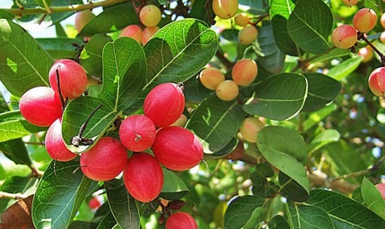 Cây siro,cây si ro,cây si rô,cây xi ro,siro,si ro,si-ro,carissa carandas,họ Dừa cạn,Apocynaceae,cây bụi