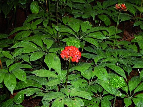 Tam thất,cây tam thất,tam thất bắc,tam thất nam,sâm tam thất,điền thất nhân sâm,kim bất hoán,Panax pseudoginseng,tam thất gừng,khương tam thất,ngải năm ông,thổ tam thất,bạch truật nam,Stahlianthus thorelii,zingiber ginseng,họ nhân sâm,Araliaceae,họ cuồng cuồng,họ gừng,Zingiberaceae