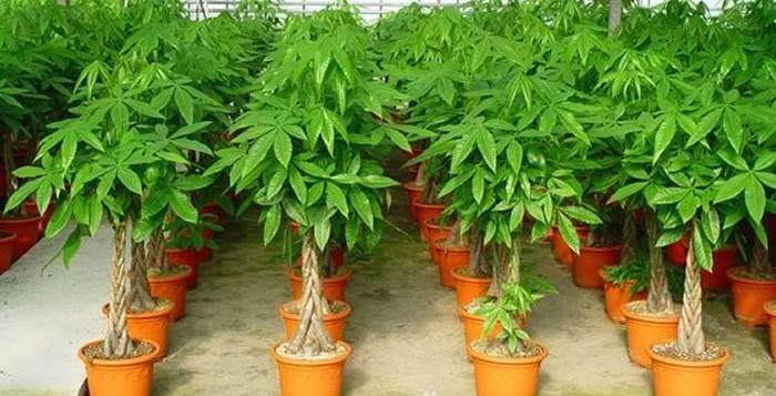 Kim ngân,cây kim ngân,cây bím tóc,Pachira aquatica,Money tree,cây may mắn,Malvaceae,cây phong thủy,cây nội thất,cây ngày Tết