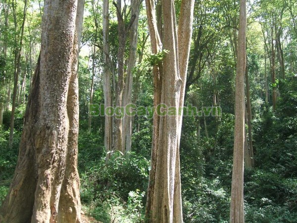 Cây Săng Lẻ,cây săng lẻ, cay sang le,Lagerstroemiatomentsa Presl, họ bằng lăng, họ Lythraceae, cây săng lẻ cổ thụ,