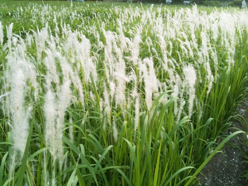 Cỏ tranh,bạch mao,bài thuốc từ rễ cỏ tranh,Imperata cylindrica,Imperata cylindrica (L.) Beauv,họ Lúa,poaceae,bài thuốc từ cỏ tranh,tác dụng của cỏ tranh