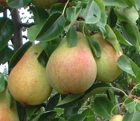 Cây lê,quả lê,Pyrus