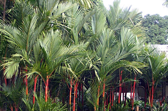 Cây cau đỏ