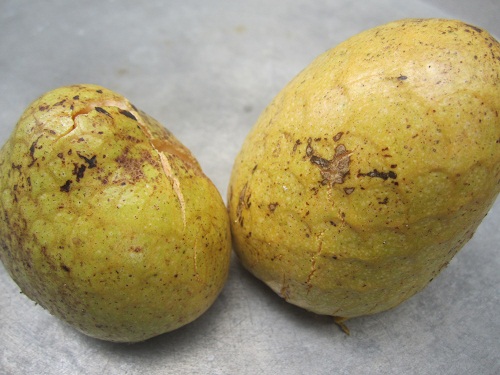 Bình bát,cây bình bát,cây nê,na xiêm,cây tim bò,annona reticulata,quả bình bát