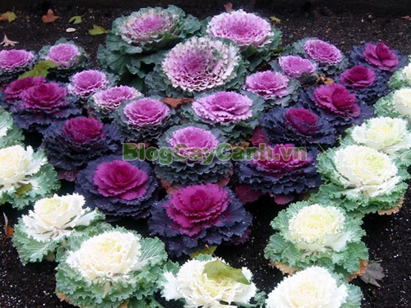 Cây Hoa Bắp Cải (Cây bắp cải thái lan),cây hoa bắp cải, Kale flowers, abbage, Broccoli, cây bắp cải thái lan, cây hoa bắp cải thái lan, bông cải xanh, cây bắp cải cảnh, cây bắp cải xoắn, hình ảnh cây hoa bắp cải, cây hoa bắp cải đẹp,
