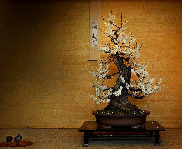 Cây cảnh bonsai đẹp