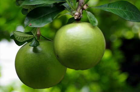 Đào tiên,cây đào tiên,cây đào,cây trường sinh,quả trường sinh,Crescentia cujete,họ chùm ớt,họ Đinh,họ Núc nác,họ Quao,Bignoniaceae