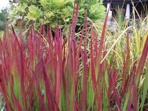 Cỏ tranh,bạch mao,bài thuốc từ rễ cỏ tranh,Imperata cylindrica,Imperata cylindrica (L.) Beauv,họ Lúa,poaceae,bài thuốc từ cỏ tranh,tác dụng của cỏ tranh