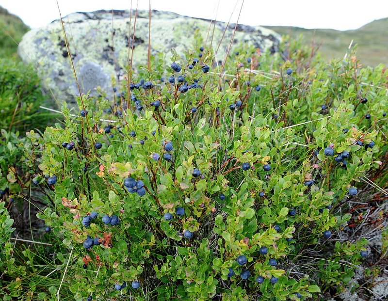 Việt quất đen,việt quất quả đen,việt quất,ỏng ảnh,cây ỏng ảnh,Vaccinium myrtillus,Common Bilberry,Bilberry,tác dụng của quả việt quất,việt quất làm thuốc,việt quất chữa bệnh