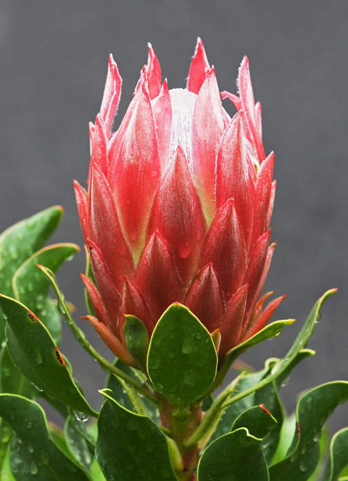 Hoa protea,king protea,quốc hoa Nam Phi,Honeypot,hoa bình mật,King Sugar Bush,Đường thảo Hoàng đế