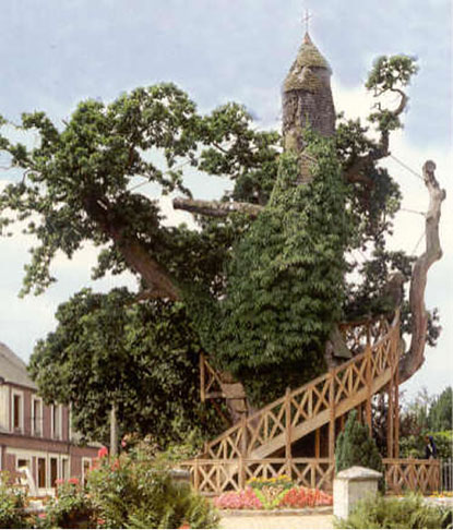 Cây sồi hình nhà thờ