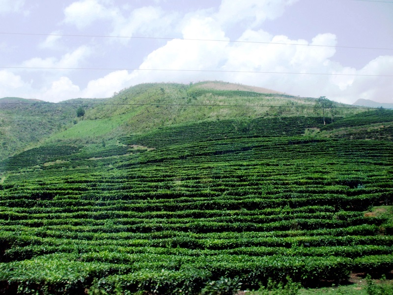 Cây trà,cây chè,Camellia sinensis,trà xanh,trà ô long,trà đen,chè Thái Nguyên,chè Phú Thọ,chè Hòa Bình,chè Tân Cương Thái Nguyên
