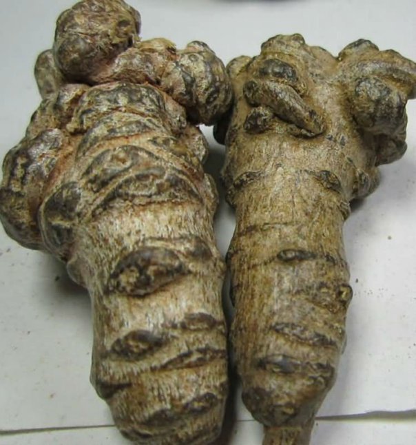 Tam thất,cây tam thất,tam thất bắc,tam thất nam,sâm tam thất,điền thất nhân sâm,kim bất hoán,Panax pseudoginseng,tam thất gừng,khương tam thất,ngải năm ông,thổ tam thất,bạch truật nam,Stahlianthus thorelii,zingiber ginseng,họ nhân sâm,Araliaceae,họ cuồng cuồng,họ gừng,Zingiberaceae