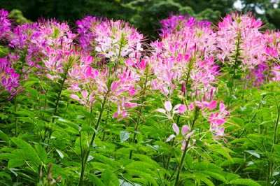 Hoa túy điệp,túy điệp,hoa đẹp,hoa Đà Lạt,Cleome spinosa