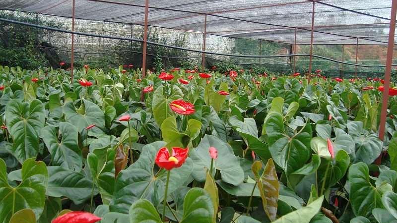 Tiểu hồng môn,hồng môn,môn hồng,vĩ hoa đỏ,vĩ hoa tròn,hồng hạc,buồm đỏ,Anthurium andraeanum,họ ráy,Araceae,cây ngày Tết,cây nội thất