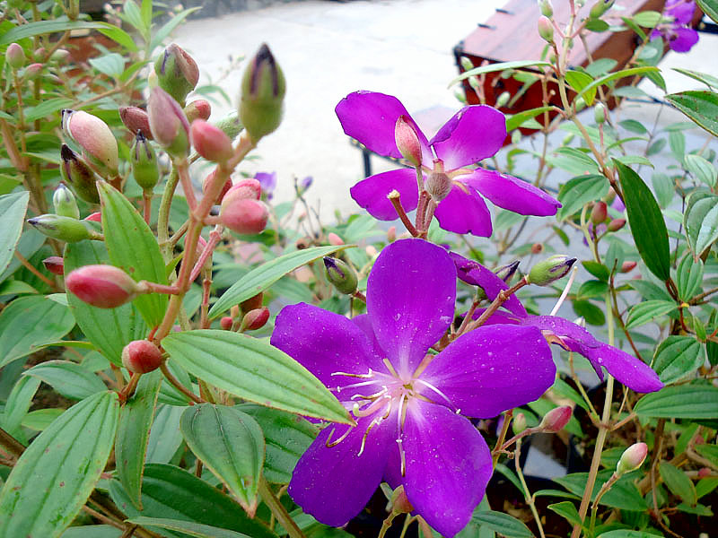 Hoa mua,hoa tím,hoa mua Đà Lạt,đồi hoa mua Đà Lạt,các loài hoa mua,cây hoa,cây bụi,Melastoma,Melastomataceae