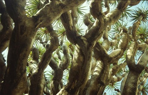 Cây máu rồng,máu rồng,cây Long Huyết,Dracaena Cinnabari,Dragon Blood Tree