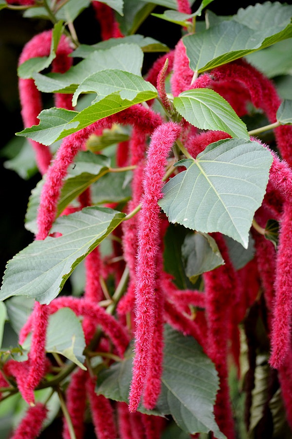 Tai tượng đuôi chồn,cây tai tượng đuôi chồn,Acalypha hispida,Acalypha hispida Burm