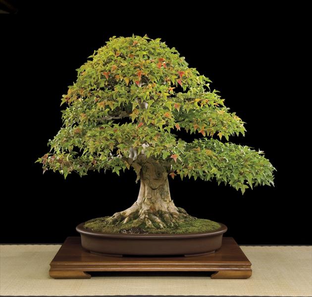 Bonsai Châu Âu - Những tác phẩm đỉnh cao
