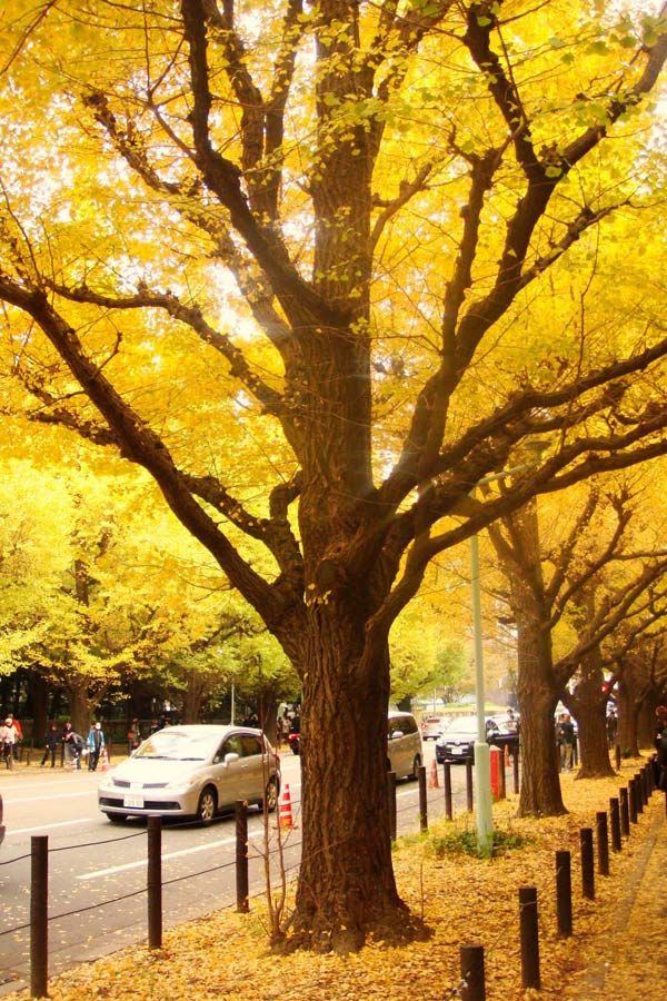 Cây bạch quả ở Tokyo, Nhật Bản