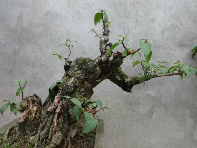 Thừng mực,cây thừng mực,cây lồng mức