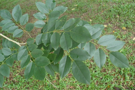 Cây trắc,trắc,cây gỗ trắc,gỗ trắc,cẩm lai Nam Bộ,Dalbergia cochinchinensis