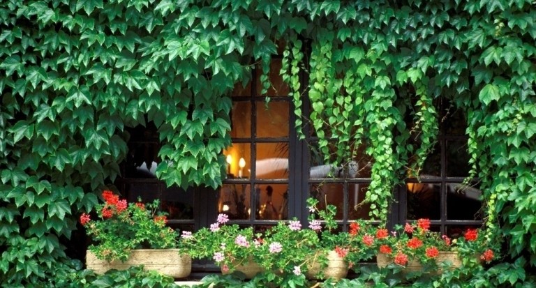 Không nên để cây cối phát triển, mọc tự do vì chúng sẽ làm biến mất nguồn khí tốt xung quanh nhà bạn.