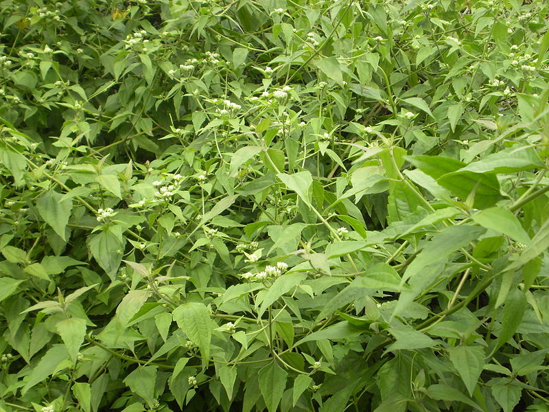 Bớp bớp,ba bớp,lốp bốp,cỏ Lào,yến bạch,cỏ hôi,cỏ Việt Minh,cỏ Nhật,cây cộng sản,cây phân xanh,Chromolaena odorata,họ Cúc,Asteraceae