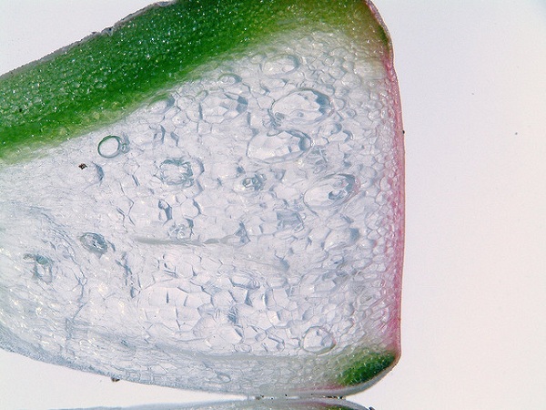 Hoa sỏi,cây hoa sỏi,Lithopturbuniformis,họ phiên hạnh,Aizoaceae,Ficoidaceae