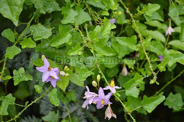 Cây Cà Gai Leo,cây cà gai leo, họ cà, họ Solanaceae,Solanum procumbens lour,cây cà vạnh, cây cà cườm, cây cà quánh, cây cà quýnh, cây cà gai dây,Solanum hainanense, cây cà lù,
