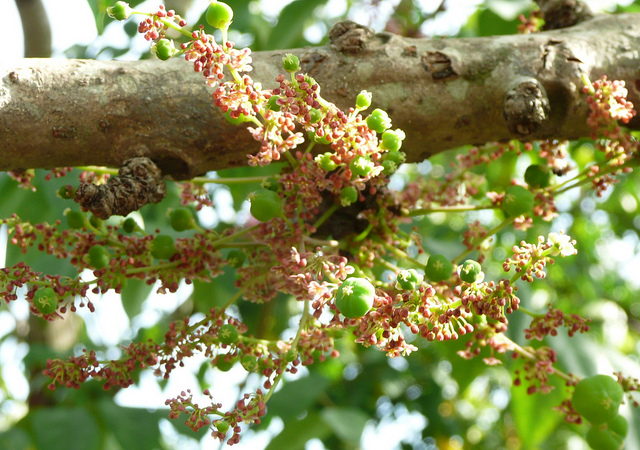 Cây chùm ruột,tầm ruột