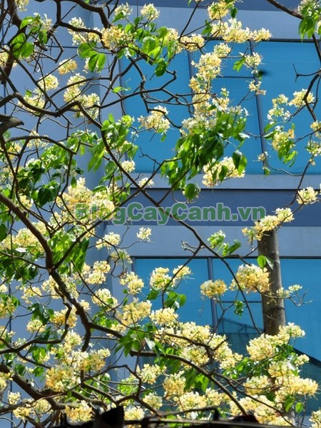 Cây Bún,cây bún, chi Crateva, họ Bạch hoa, Màn Màn,capparaceae,họ Cáp, hình ảnh cây bún, cách chăm sóc cây bún,đặc điểm cây bún, cây bún hà nội, bún nước, cay bun,