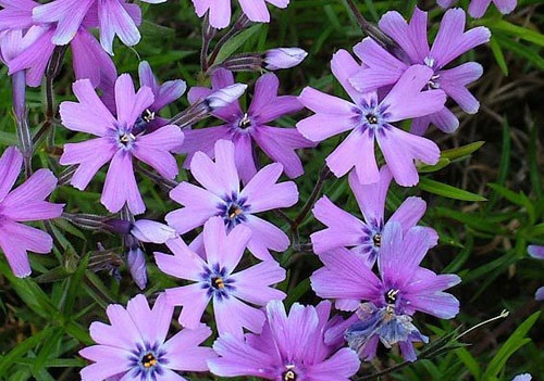 Hoa phlox,phlox,thiên lam tú cầu,phúc lộc khảo,móng rồng,phlox trơn,phlox leo,phlox cát,phlox rêu,phlox thảo nguyên,Phlox glaberrima,Phlox stolonifera