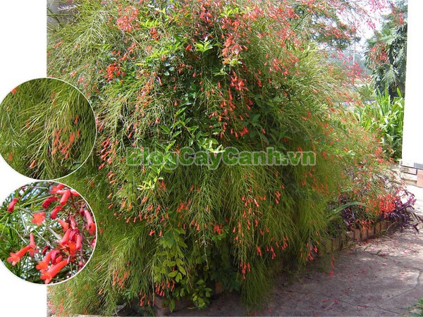 Cây Liễu Tường Hoa Đỏ,cây liễu tường hoa đỏ, họ Hoa mõm sói , Scrophulariaceae., hình ảnh cây liễu tường hoa đỏ, Russelia equisetifomis Schlecht. et Cham., cay lieu hoa do, cây hoa xác pháo, cây xác pháo,