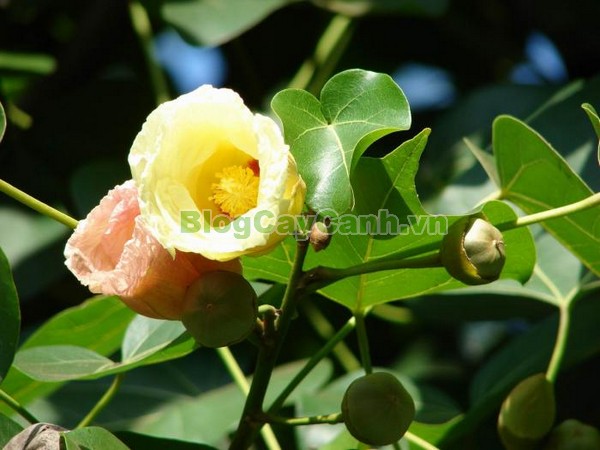 Cây Tra Lâm Vồ,cây tra lâm vồ, cây tra bồ đề, công dụng cây tra lâm vô,Thespesia populnea (L.) Soland, chi Thespesia, họ Malvaceae, họ Cẩm quỳ, bộ Malvales, Bộ Cẩm quỳ, bộ Bông,