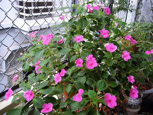 Ngọc thảo,hoa ngọc thảo,hoa chân nến,ngọc thảo kép,ngọc thảo đơn,hoa ngọc thảo kép