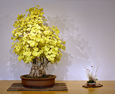 Bạch quả - ngân hạnh bonsai