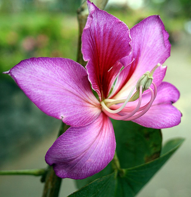 Hoa ban,hoa ban trắng,hoa ban tím,hoa ban hồng,hoa móng bò sọc,hoa ban tây bắc,hoa ban trắng tây bắc,chuyện tình hoa ban