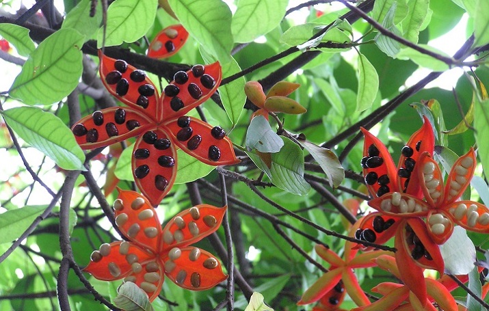 Cây sang,cây giầu sang phú quý,cây sang trọng,cây phong thủy,sterculia lanceolata,cây công trình