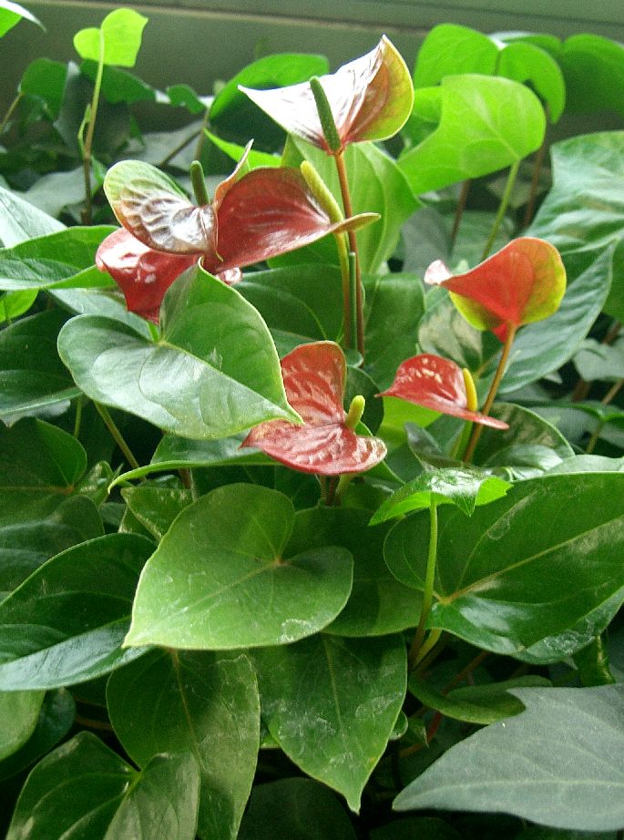 Tiểu hồng môn,hồng môn,môn hồng,vĩ hoa đỏ,vĩ hoa tròn,hồng hạc,buồm đỏ,Anthurium andraeanum,họ ráy,Araceae,cây ngày Tết,cây nội thất