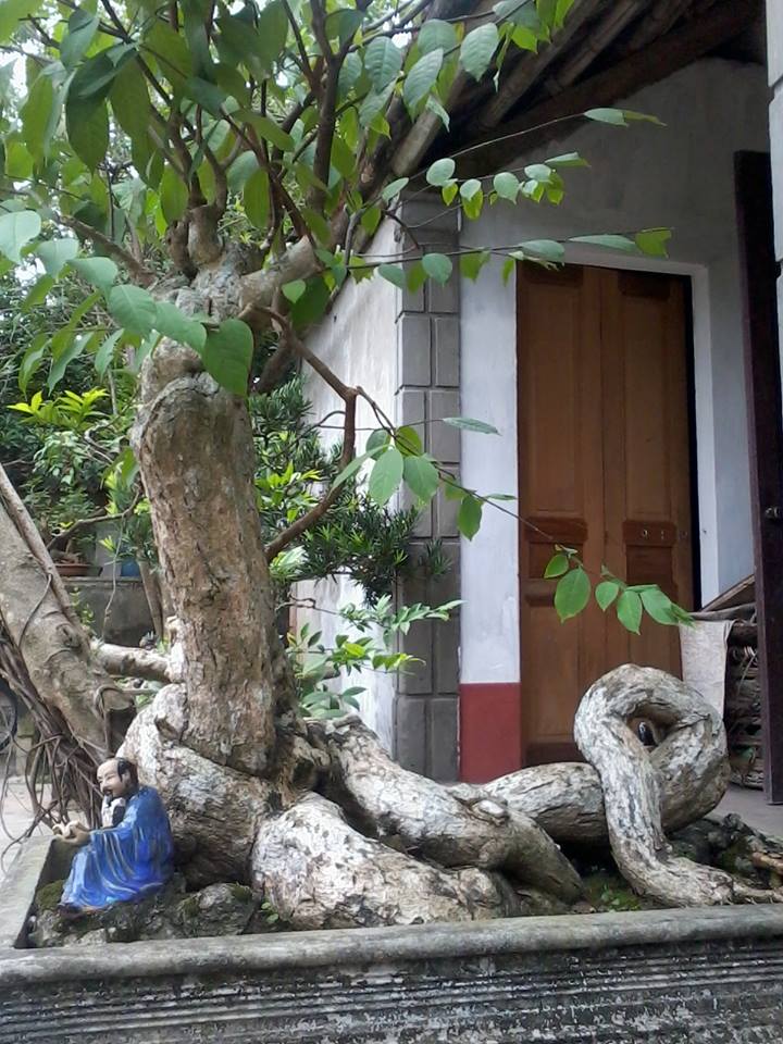 Thừng mực,cây thừng mực,cây lồng mức